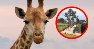 Jirafa patea a una niña en un safari