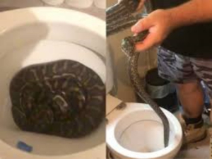 Familia encuentra dos pitones en su ba&ntilde;o