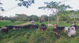 Ganaderos de Nuevo Laredo prevalecen pese a falta de agua en el campo y ganadería