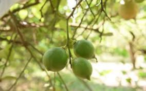 Limoneros tendr&aacute;n mejor cosecha gracias a las lluvias