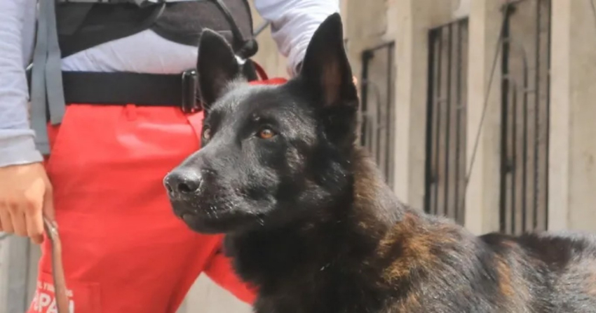 Fallece ‘Capitán,’ el perro rescatista y héroe en el sismo de 2017