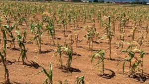 Golpea cambio clim&aacute;tico a Tamaulipas