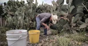 Reportan bajo rendimiento en cosecha de tuna tamaulipeca