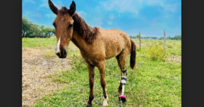 Santuario de caballos clama ayuda, gastan hasta 50 mil pesos al mes