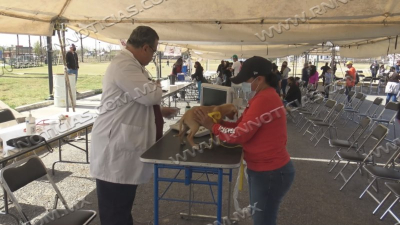 En temporada de invierno pueden darse casos de rabia y garrapatas