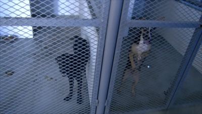 VIDEO Invita Asociaci&oacute;n Protectora de Animales a adoptar mascotas