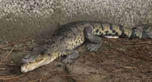 Cocodrilo de un metro se mete a un kínder en Puebla