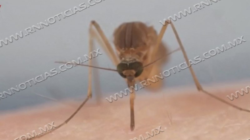 Confirman un caso de dengue en Nuevo Laredo; Salud mantiene vigilancia y acciones preventivas