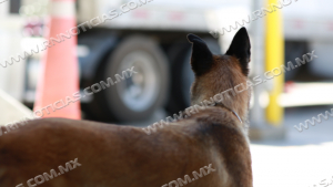 Los K9 de la Patrulla Fronteriza del Sector Laredo conducen al &eacute;xito de detener varios intentos  de tr&aacute;fico de personas