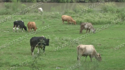 Ganaderos tienen dos meses de respiro con lluvias en la regi&oacute;n