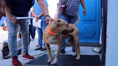 VIDEO Piden atenci&oacute;n en mascotas para prevenir plagas de pulgas, garrapatas y rabia