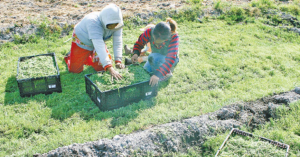 Alerta: envejece el agro en Tamaulipas