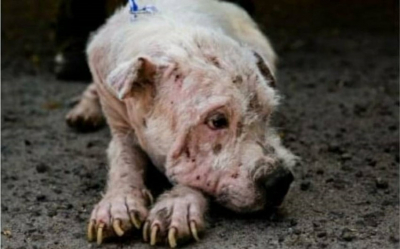 Denuncian 109 casos de trato cruel a animales