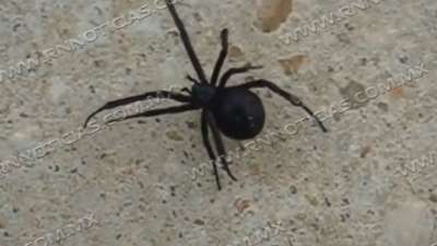 Inicia aparici&oacute;n de v&iacute;boras, ara&ntilde;as y alacranes por el calor