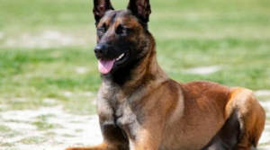 Perro ataca y mata a un ni&ntilde;o de 2 a&ntilde;os en Nuevo Le&oacute;n