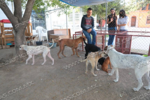 PROMUEVEN ADOPCI&Oacute;N DE MASCOTAS RESCATADAS POR EL GOBIERNO MUNICIPAL