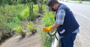 Liberan a 200 cocodrilos en laguna de Altamira