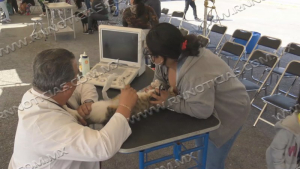 En temporada de invierno pueden darse casos de rabia y garrapatas