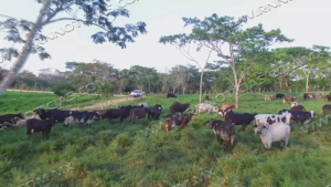 Baja un 25 por ciento la actividad de la Ganader&iacute;a en Nuevo Laredo
