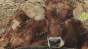 Ganaderos en crisis han tenido que vender ganado y ranchos por sequ&iacute;a