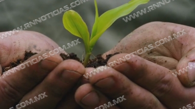 Continúa medio ambiente con reforestaciones la ciudad