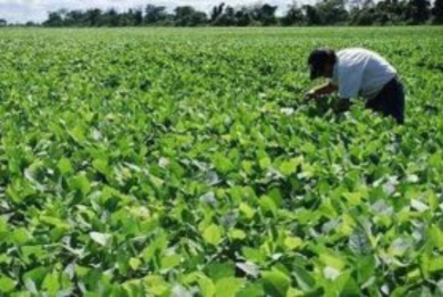 Prev&eacute;n incremento en la siembra de soya en la zona sur de Tamaulipas