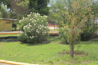 REFORESTAN EL PARQUE VIVEROS