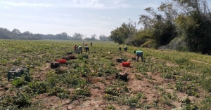 Incremento de precio de granos beneficiará a productores de Tamaulipas