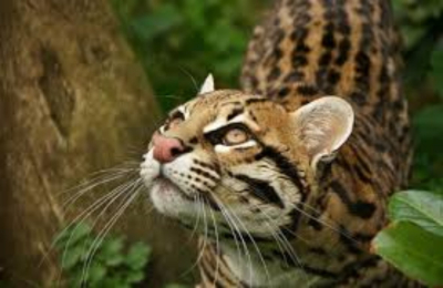 Busca Tamaulipas rescatar al jaguar y al ocelote del peligro de extinción