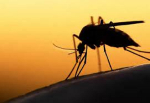 Registra Tamaulipas 214 casos de enfermedades transmitidas por vector