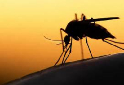 Registra Tamaulipas 214 casos de enfermedades transmitidas por vector