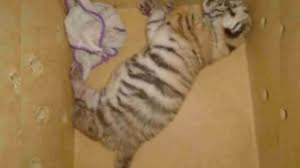 Descubren un cachorro de tigre de bengala en un taxi