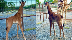 Nace jirafa sin manchas, es &uacute;nica en el mundo