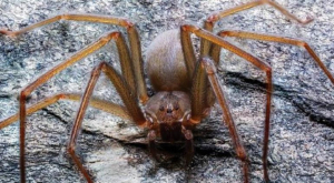 Inicia temporada de ara&ntilde;a violinista: &iquest;qu&eacute; hacer si te pica?