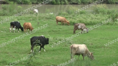 Ganaderos contentos con caída de lluvias