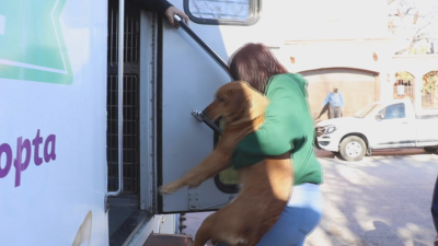 VIDEO Campa&ntilde;as de esterilizaci&oacute;n disminuyen sobrepoblaci&oacute;n animal en Nuevo Laredo