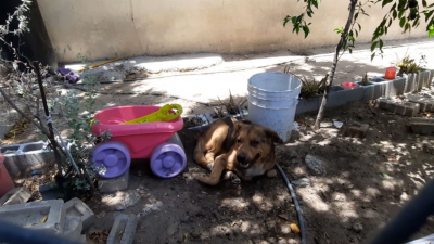 VIDEO Combatir&aacute; gobierno de Nuevo Laredo  sobrepoblaci&oacute;n de perros y gatos