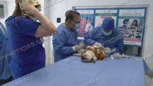 Sector Salud realiza campaña de esterilización canina