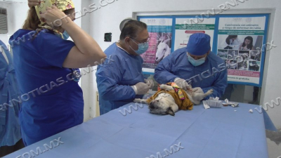 Sector Salud realiza campa&ntilde;a de esterilizaci&oacute;n canina