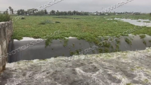 Piden saneamiento de Laguito de Nuevo Laredo por contaminaci&oacute;n de lirio acu&aacute;tico