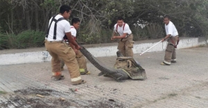 Capturan Cocodrilo de m&aacute;s de tres metros