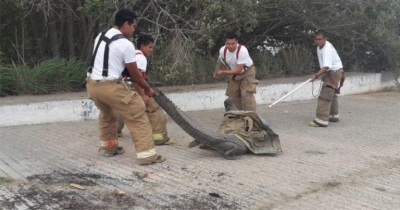 Capturan Cocodrilo de m&aacute;s de tres metros