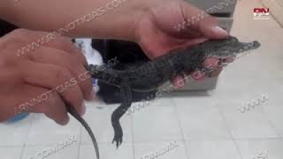 VIDEO Capturan pequeño cocodrilo en colonia de Nuevo Laredo