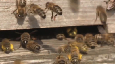 VIDEO Disminuye presencia de enjambres de abejas por temporada de otoño
