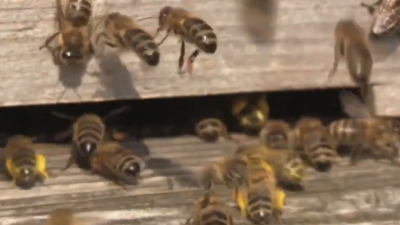 VIDEO Disminuye presencia de enjambres de abejas por temporada de oto&ntilde;o