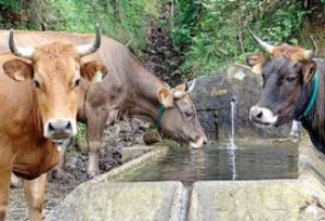 Llaman a ganaderos a cuidar el agua