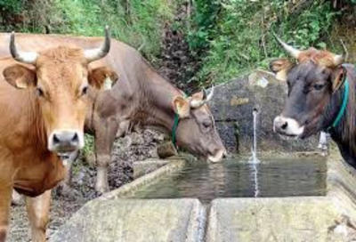 Llaman a ganaderos a cuidar el agua