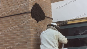 Aumenta aparición de abejas por calor en Nuevo Laredo