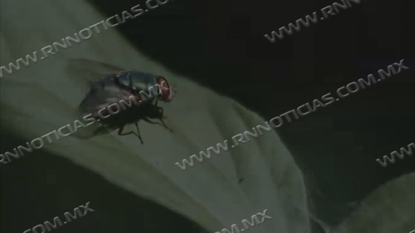 Producción de mosca estéril reforzará estrategia sanitaria contra el gusano barrenador