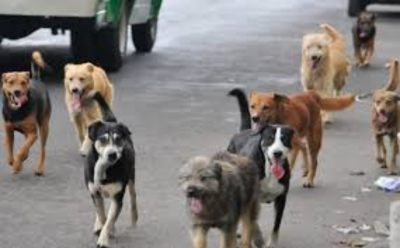 Alertan por ataques de jaur&iacute;a de perros